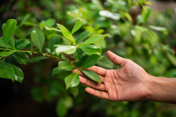 How Our Tree Care Process Works  in  Lakewood Park, FL